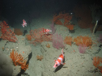 rockfish and coral