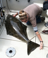 CDFW staff measures Pacific halibut