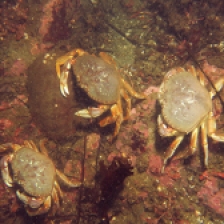 Dungeness crab. photo by K. Joe