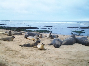 elephant seals