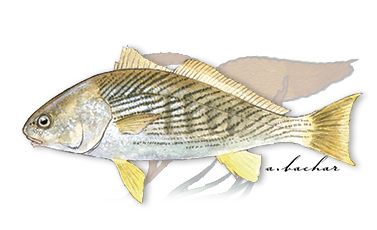 Creature Feature: Yellowfin Croaker – Marine Management News