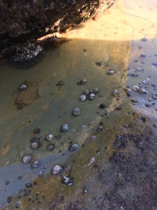 Hermit crabs in tidepool