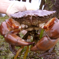 rock crab