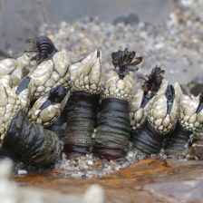 gooseneck barnacles