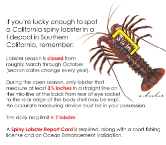 Calif spiny lobster information