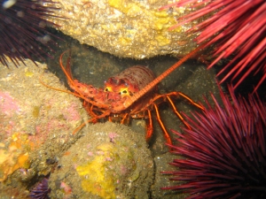 urchins and lobster