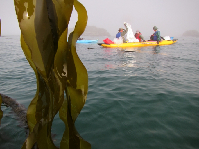 kelp harvesters