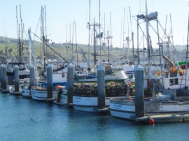 Dungeness crab boats in harbor