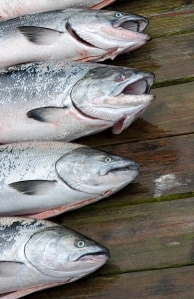 chinook salmon on deck