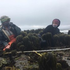 Researchers monitoring the rocky intertidal habitat