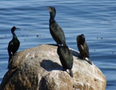 Brandt's cormorants. photo by S. Lonhart, NOAA
