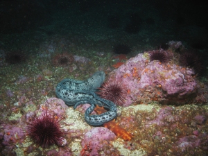 wolf eel and sea urchins