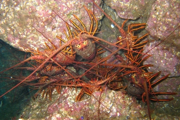den of spiny lobster