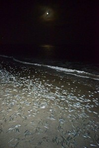 Grunion run on a moonlit beach