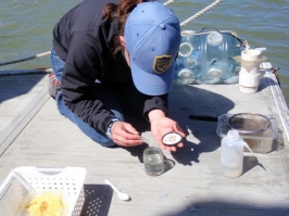 marine biologist at work