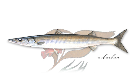 Pacific barracuda illustration by A. Bachar