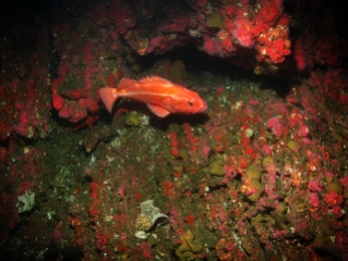 yelloweye rockfish over rocky reef