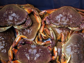 Dungeness crabs in a bin