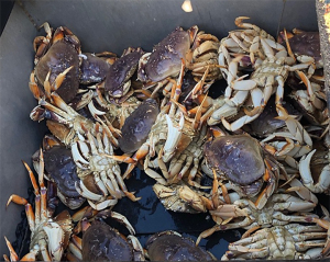 Dungeness crab in a sorting box