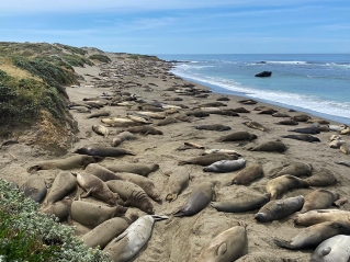northern elephant seals resting on the SMR beach