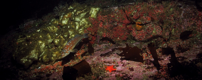 kelp greenling swimming above a rocky reef
