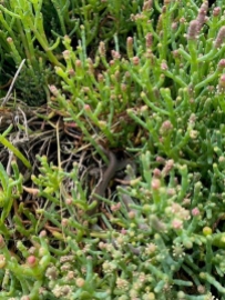 small snake hiding in pickleweed