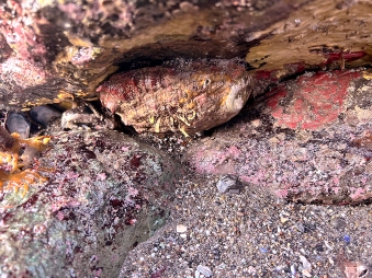 Red abalone beneath a rocky ledge