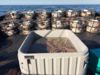 Crab pots and crab in Dungeness crab in container