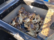 Dungeness crab in sorting box