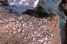 common murres on rocks