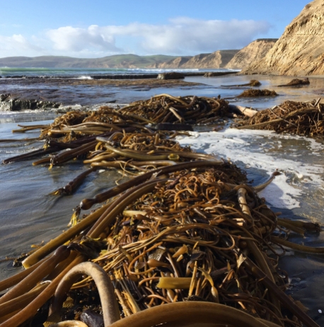 bull kelp and giant kelp wrack on the beach
