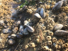 California mussels and limpets on intertidal rocks