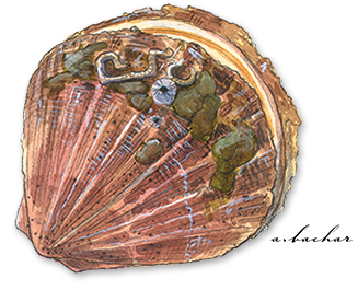rock scallop illustration by Amadeo Bachar
