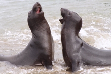 young elephant seals