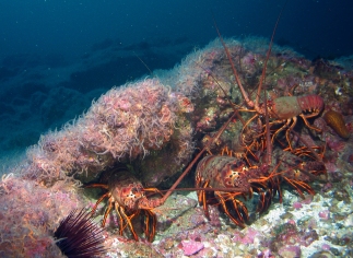 spiny lobsters, brittle stars on the sea floor